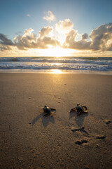 Baby sea turtle making its way down to the water for the first time on the beach in Florida © John