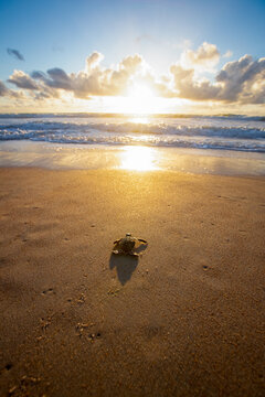 Baby Sea Turtle Making Its Way Down To The Water For The First Time On The Beach In Florida