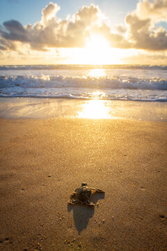 Baby sea turtle making its way down to the water for the first time on the beach in Florida