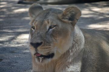 Naklejka premium Closeup of Lioness