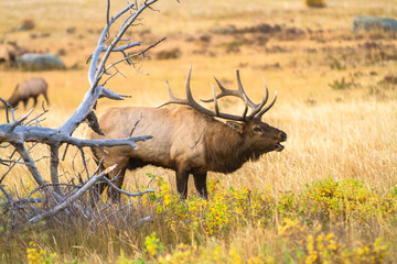 Fototapeta premium Rocky mountain elk in a meadow in Rock Mountain National Park, A large bull bugling