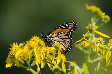 Butterfly 2019-239 / Monarch butterfly (Danaus plexippus)