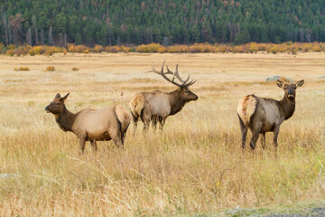 Naklejka na ściany i meble Rocky mountain elk in a meadow in Rock Mountain National Park, A large bull with a harem of three cows
