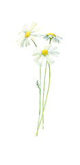 Bouquet of three daisies on a white background. For congratulations, invitations, anniversaries, weddings, birthday