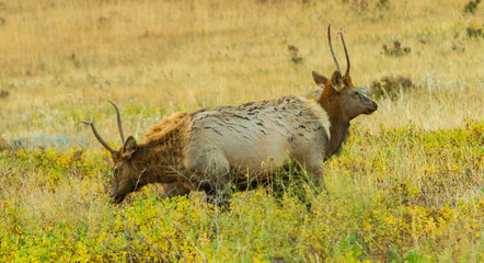 Rocky mountain elk in a meadow in Rock Mountain National Park; two spike bullsthe the appearence of...