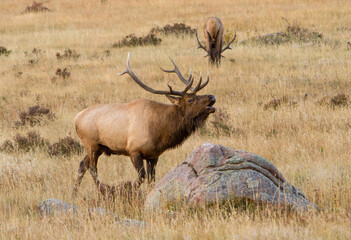 Rocky mountain elk in a meadow in Rock Mountain National Park; a large bull bugling.