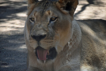 Beautiful Lioness