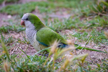 Green parrot on the lawn of the city Park