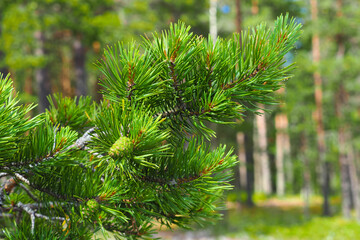 Conifer pinus. Pine green branch close-up, beautiful coniferous forest