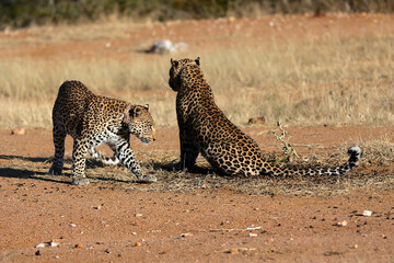 Fototapeta na wymiar A pair of Leopards in the bush