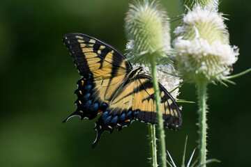 Butterfly 2019-241 / Tiger Swallowtail (Papilio glaucus)