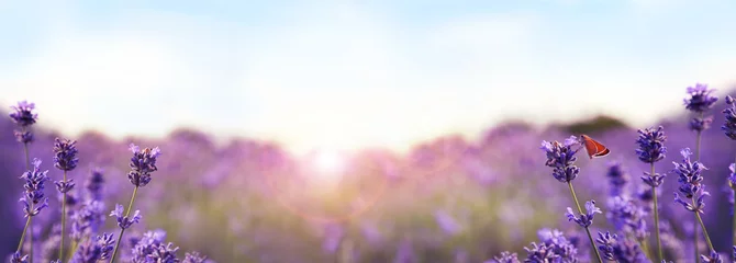  Beautiful sunlit lavender field, closeup. Banner design © New Africa
