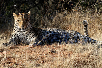 Leopard relaxing in the bush