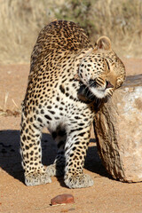 Leopard rubbing against mineral block