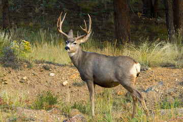 Naklejka na ściany i meble Mule deer buck, near Estes Park, Colorado