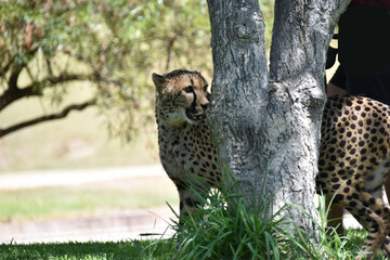 Cheetah Hiding behind a Tree