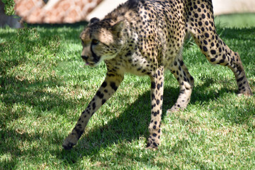 Cheetah walking