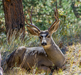 Mule deer buck, near Estes Park, Colorado