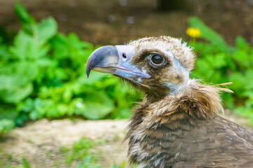 closeup portrait of a cinereous vulture, Aegypius monachus, that is a large raptorial bird