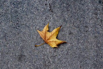 autumn leaf on asphalt