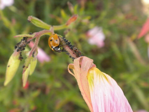 Coccinelle, fourmis et puceron