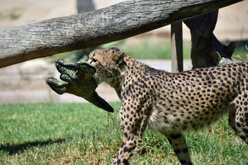 Cheetah with Toy