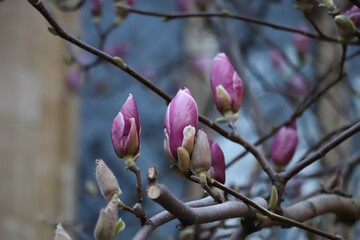 large purple magnolia flowers, magnolia flowering season