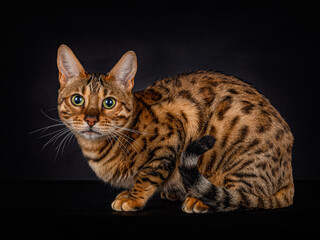 Portrait of a lying Bengal cat of 8 month old, looking direct in the camera, isolated on black background