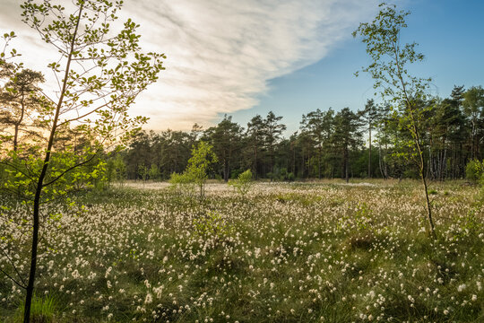 Wollgras im Moor  bei D&auml;mmerung