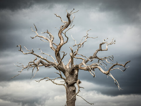 dead gnarly old tree with moody storm clouds