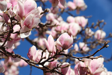 large pink magnolia flowers, magnolia flowering season
