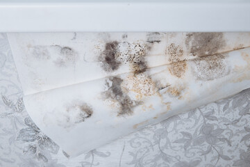 Black mold buildup in the corner of an old house. development of mildew under the Wallpaper.