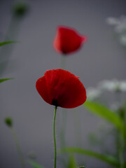 Naklejka premium Dwa czerwone maki na ciemnoszarym tle