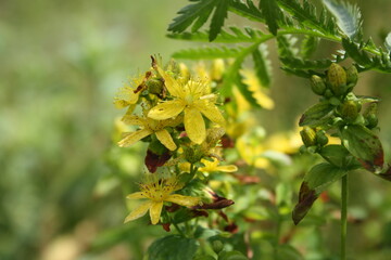 flower in the garden