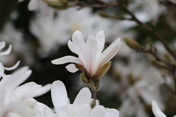 Fototapeta na wymiar large white magnolia flowers, magnolia flowering season