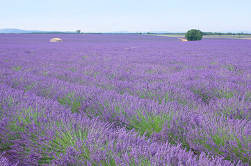 Fototapeta na wymiar Lavender fields in Provence