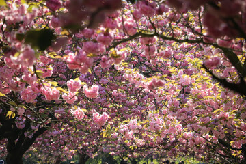 sakura flowering season, a lot of blossom on the trees