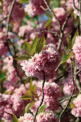 Sakura blossom on trees, green leaves