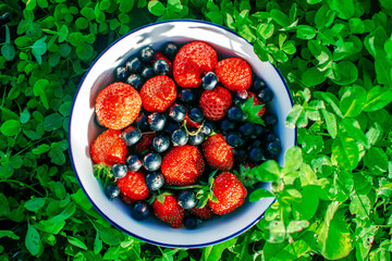 Bowl with strawberries and black currants on the garden against the backdrop of summer foliage.
