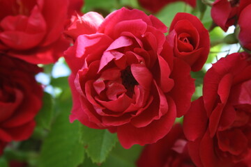 flower in the garden