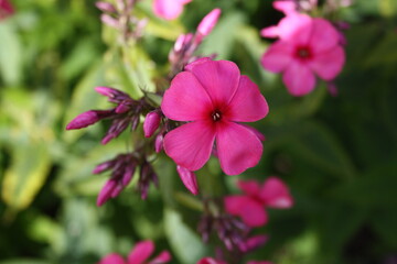 Obraz premium flower in the garden