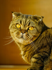closeup portrait of a serious adult scottish fold cat