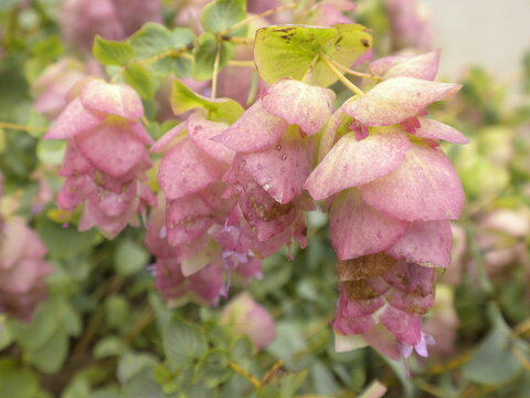 Origan - Origanum Kent Beauty