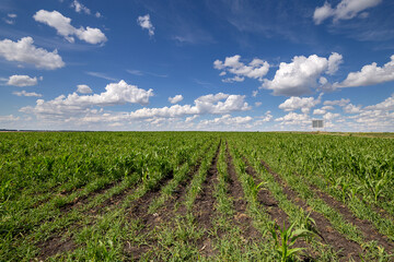 Fototapeta na wymiar Blue Sky and white clouds above green Field corn, panoramic view. Beautiful scenic dynamic Landscape agricultural land. Beauty of nature. Agriculture. Cornfield. Growing vegetables on the farm.