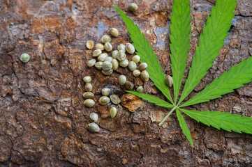 Green cannabis leaf and seeds on wooden background. Vegetarian food concept