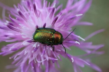 Beetle (Chrysolina graminis) sitting on a purple field flower

