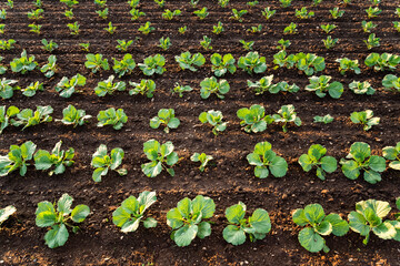 Young cabbage sprouts on the field in rows.