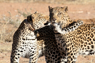 A pair of leopards, mother and daughter
