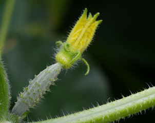 Female Cucumber blossom on vine
