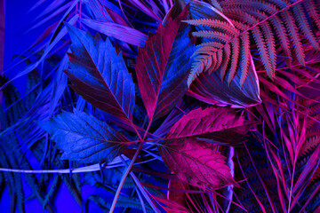 Tropical leaf forest glow in the black light background. High contrast